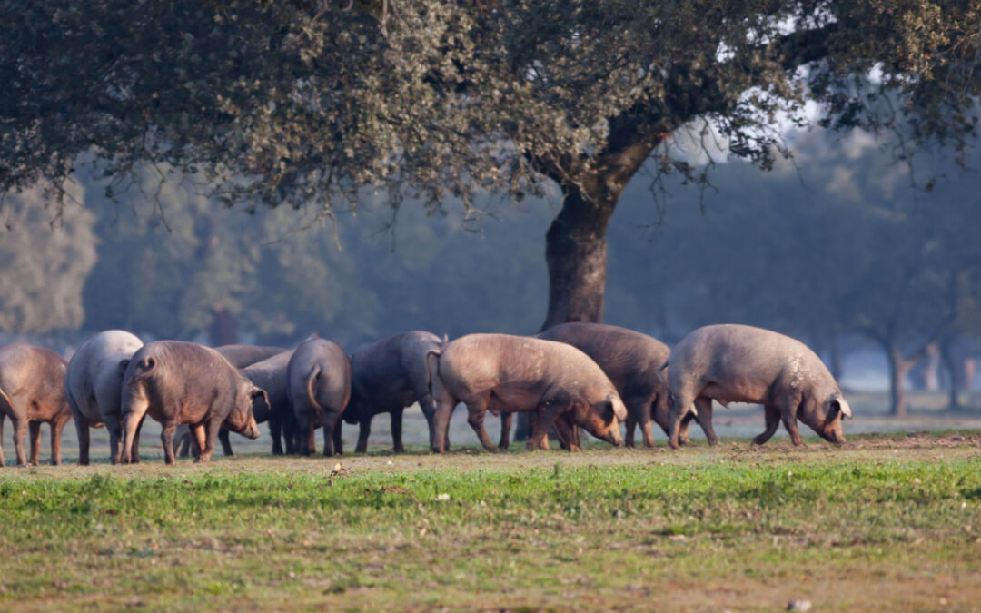 La bellota: el origen del sabor del cerdo ibérico de bellota