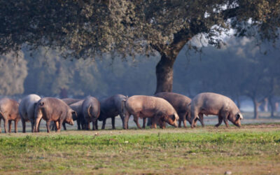 La bellota: el origen del sabor del cerdo ibérico de bellota