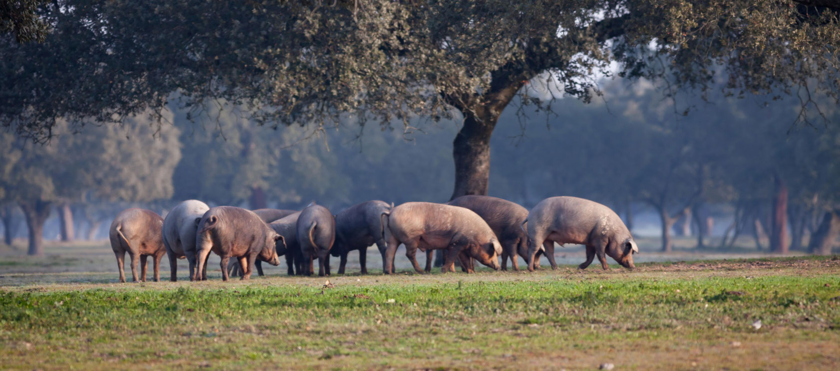 Dehesa Extremadura con cerdos ibéricos de bellota